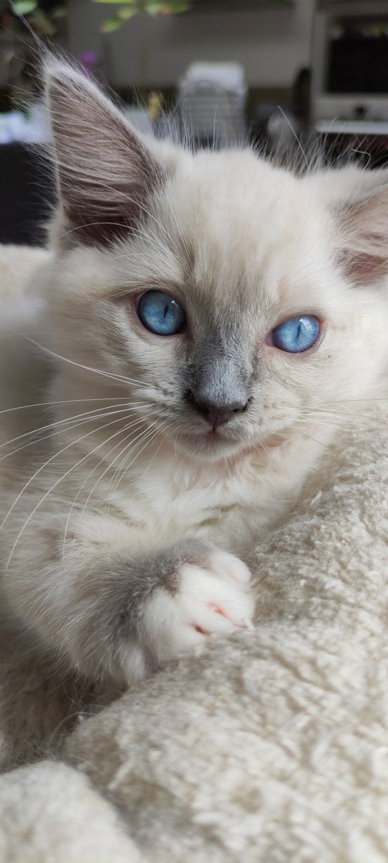 U2 De Blue Eyes Jess Mâle Ragdoll