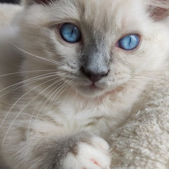 U2 De Blue Eyes Jess Mâle Ragdoll