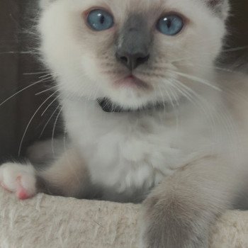 chaton Ragdoll blue mitted Urion Chatterie de Blue Eyes Jess