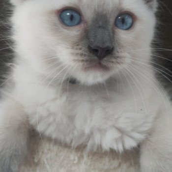 chaton Ragdoll blue mitted Urion Chatterie de Blue Eyes Jess