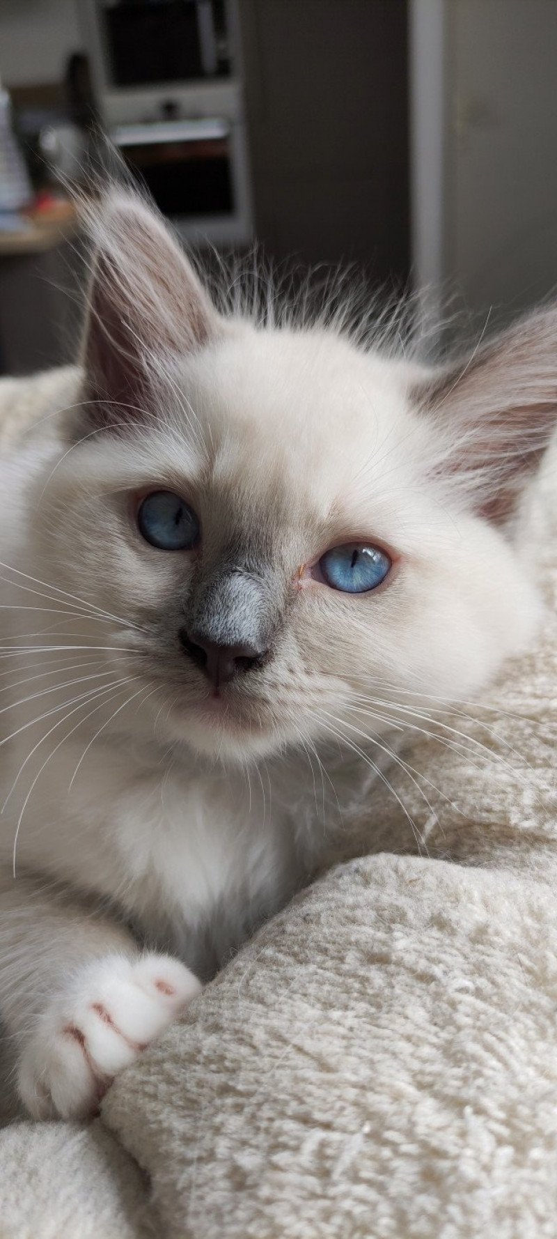 Urion De Blue Eyes Jess Mâle Ragdoll