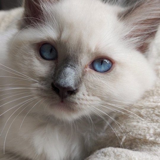 Urion De Blue Eyes Jess Mâle Ragdoll