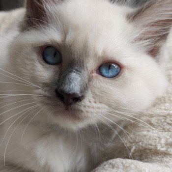 chaton Ragdoll blue mitted Urion Chatterie de Blue Eyes Jess