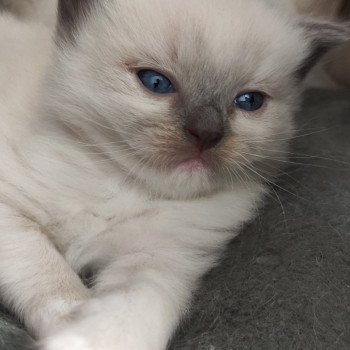 chaton Ragdoll blue mitted Vanille Chatterie de Blue Eyes Jess