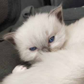 chaton Ragdoll blue mitted Vanille Chatterie de Blue Eyes Jess