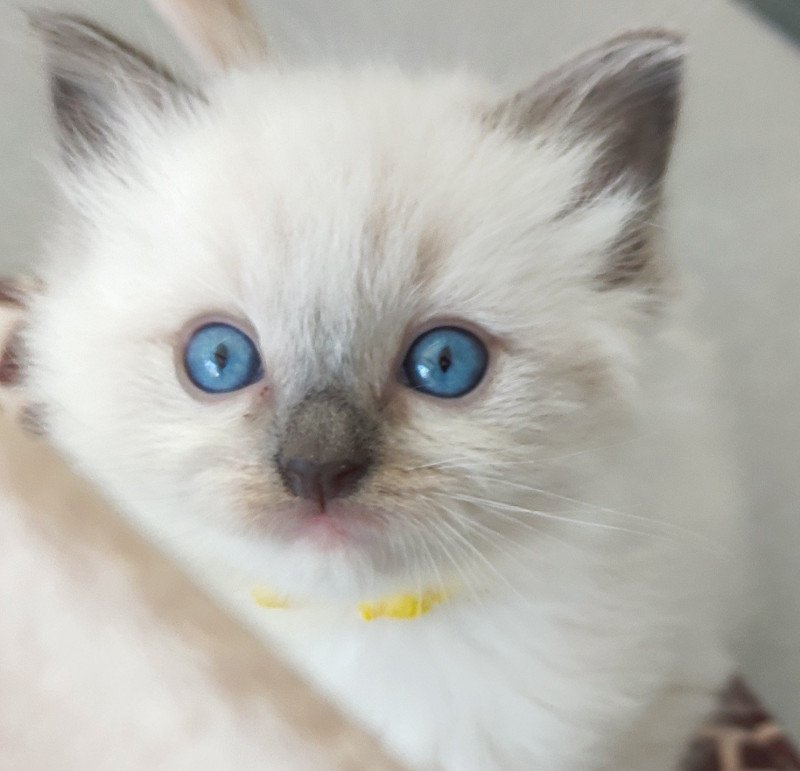 Vanille De Blue Eyes Jess Femelle Ragdoll