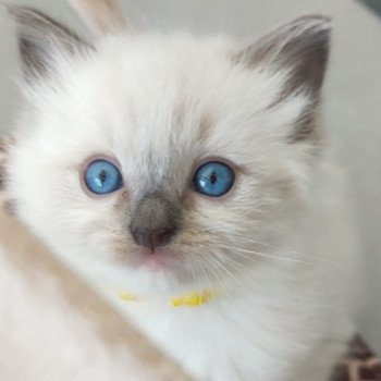 chaton Ragdoll blue mitted Vanille Chatterie de Blue Eyes Jess