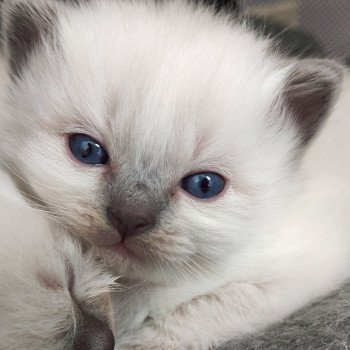 chaton Ragdoll blue point Violette Chatterie de Blue Eyes Jess