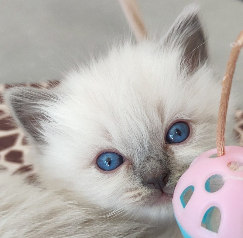 Zatzi De Blue Eyes Jess Femelle Ragdoll