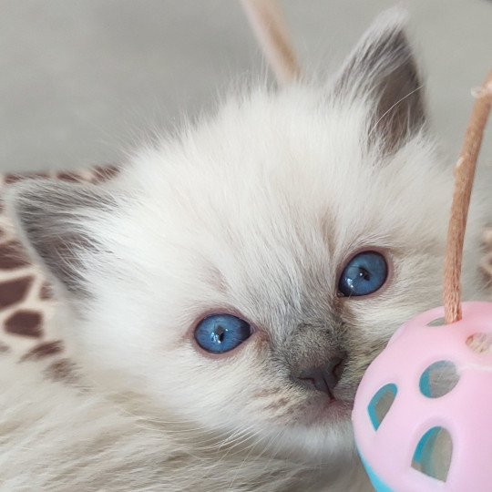 Zatzi De Blue Eyes Jess Femelle Ragdoll