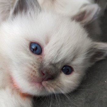 chaton Ragdoll blue point Willow Chatterie de Blue Eyes Jess