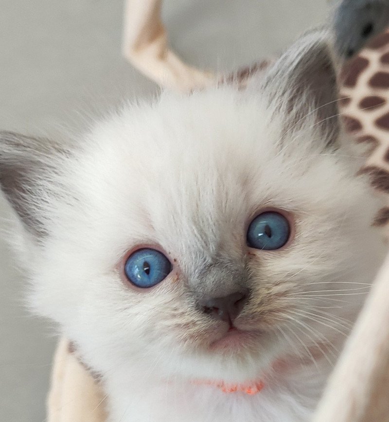 Willow De Blue Eyes Jess Femelle Ragdoll