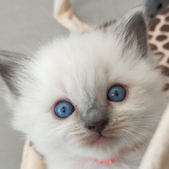 chaton Ragdoll blue point Willow Chatterie de Blue Eyes Jess