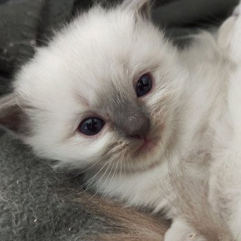 chaton Ragdoll blue point Zelda Chatterie de Blue Eyes Jess