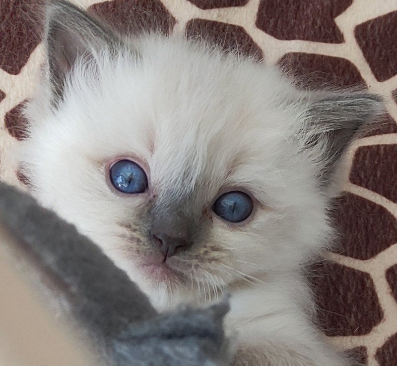 Zelda De Blue Eyes Jess Femelle Ragdoll