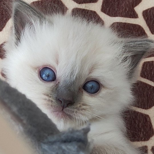 Zelda De Blue Eyes Jess Femelle Ragdoll